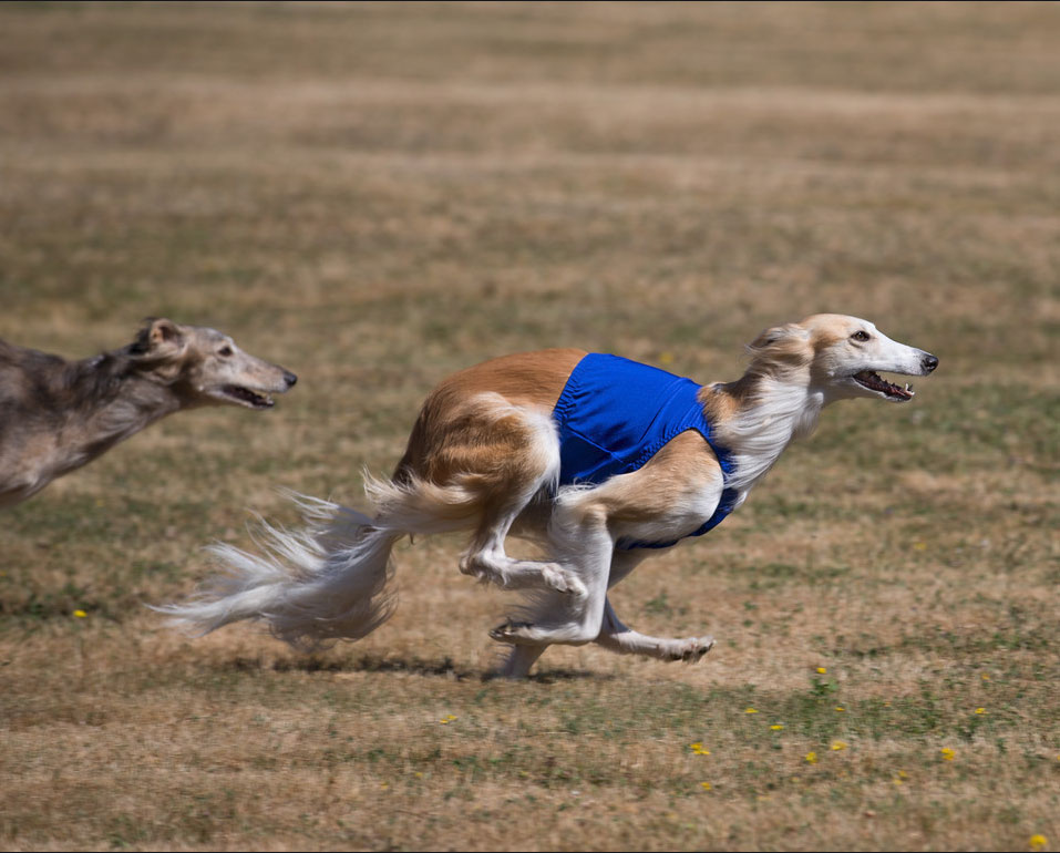 Silken windhound Allegante Lindy Hop with Buttercup straight racing at NW Fest 2015g