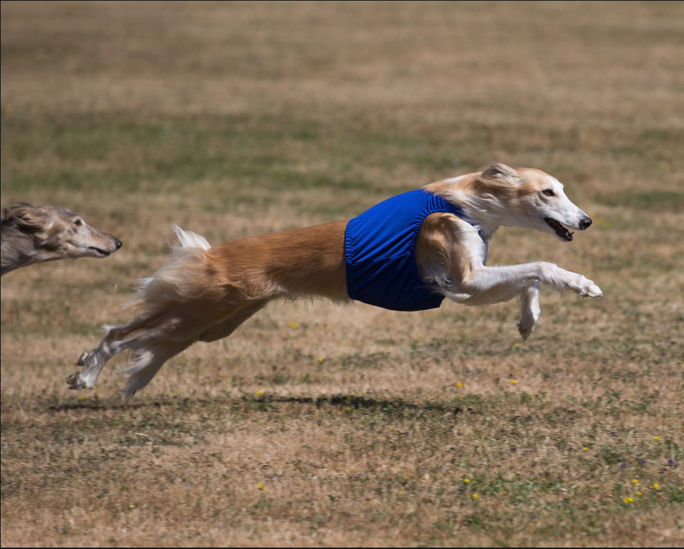 Silken windhound Allegante Lindy Hop straight racing at NW Fest 2015g