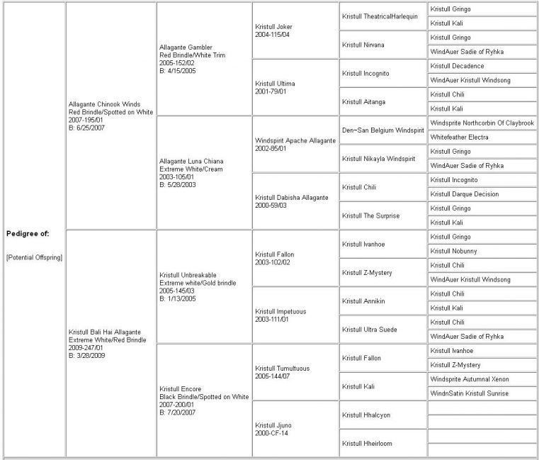 UKC CH Allagante JoyRun Daytona “Daytona” JoyRun Silken Windhounds