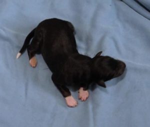 puppy 5 Black or dark brindle with trim