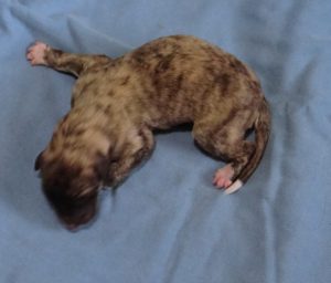Puppy 7 Light Brindle with trim