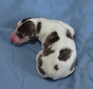puppy 4 Black and Tan Grizzle or Silver Brindle spotted on white